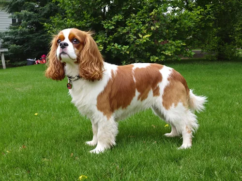 Cavalier King Charles Spaniel